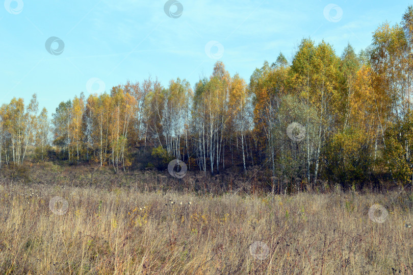 Скачать Осенний пейзаж маленьких берез на пригорке. фотосток Ozero