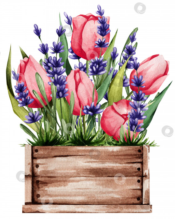 Скачать Коробка с розовыми тюльпанами и лавандой. Весенняя иллюстрация нежных растений. Отлично подходит для наклеек, декора, открыток и многого другого фотосток Ozero