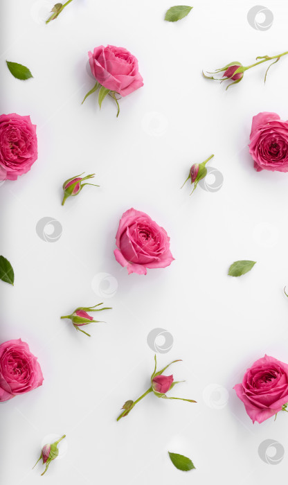 Скачать Бутоны и розовые цветы на белом фоне. Цветочный узор из роз. Вертикальный баннер. Избирательный фокус. фотосток Ozero