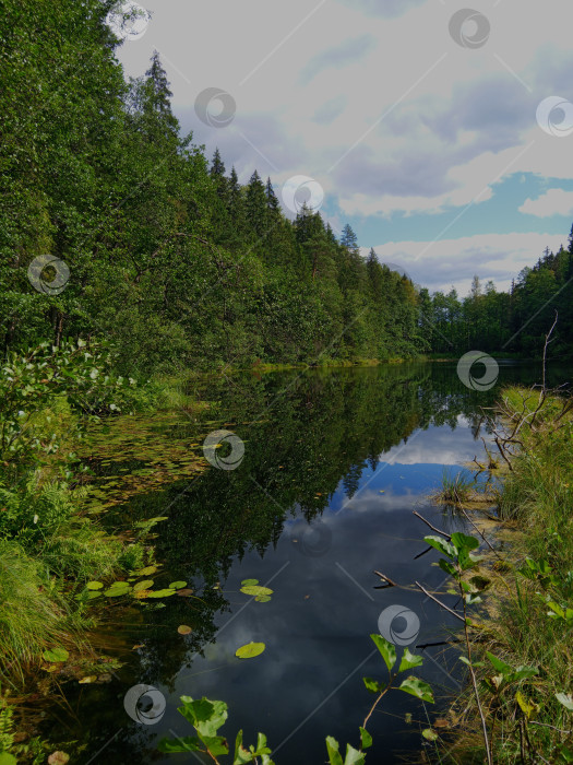 Скачать Заросшее лесное озеро с отражением неба фотосток Ozero