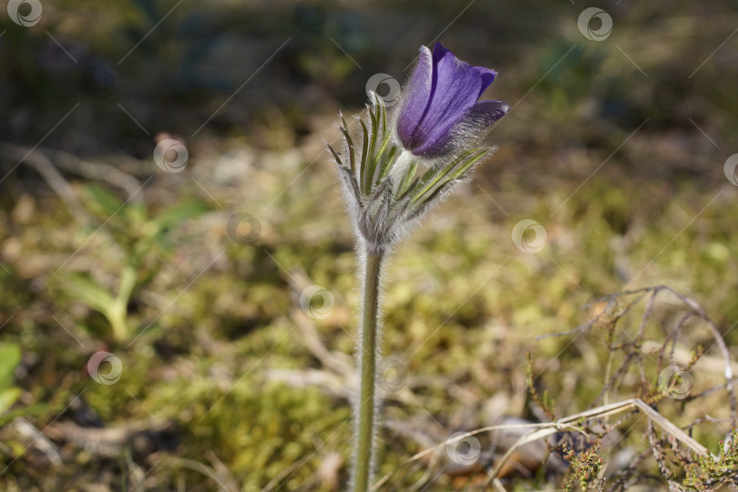 Скачать Цветочек Прострел расчесанный (Pulsatilla patens) групповым полетом на открытом воздухе фотосток Ozero