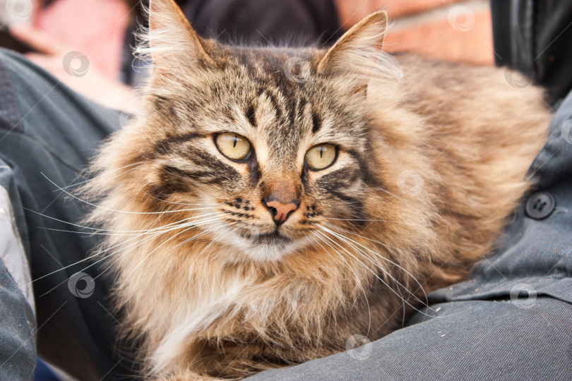 Скачать счастливый серьезный кот на коленях у своего хозяина фотосток Ozero