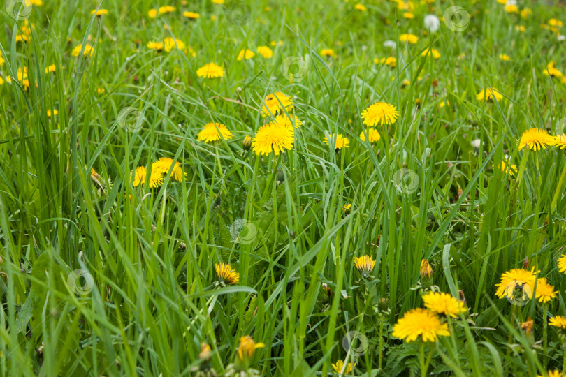 Скачать желтые одуванчики среди зеленой травы, избирательный фокус фотосток Ozero