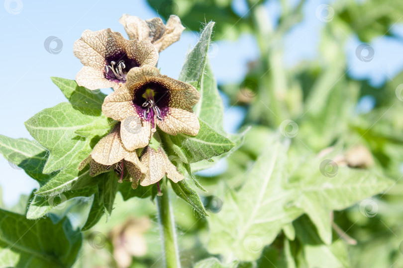 Скачать цветки черной белены (Hyoscyamus niger), ядовитого растения семейства пасленовых фотосток Ozero