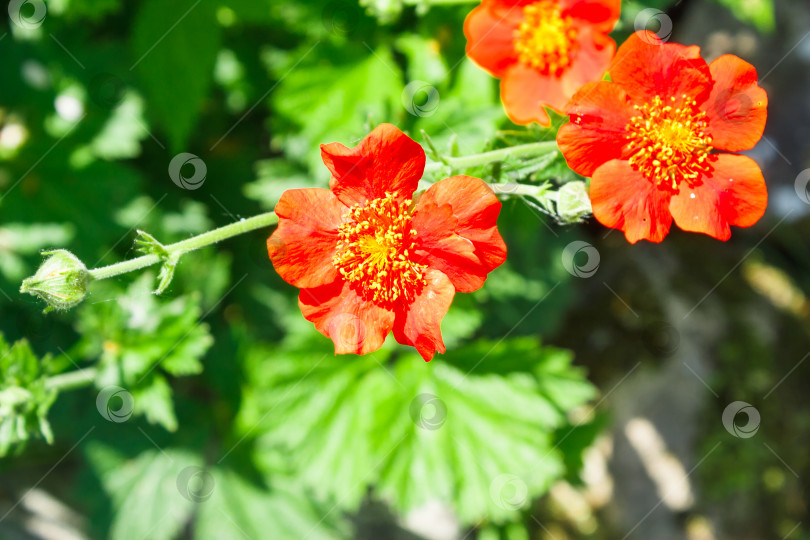 Скачать Красные цветы Geum coccineum среди зеленых листьев в летнем саду фотосток Ozero