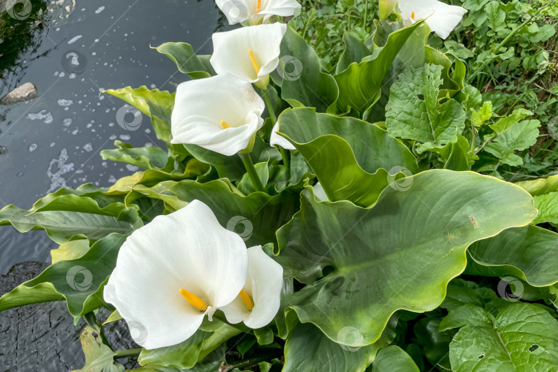 Скачать Zantedeschia aethiopica цветущая нежным красивым белым цветом весной крупным планом фотосток Ozero