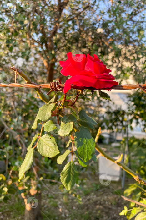 Скачать Rosa Hybrida Гибридный чай, цветущий нежным красивым красным цветом весной крупным планом фотосток Ozero
