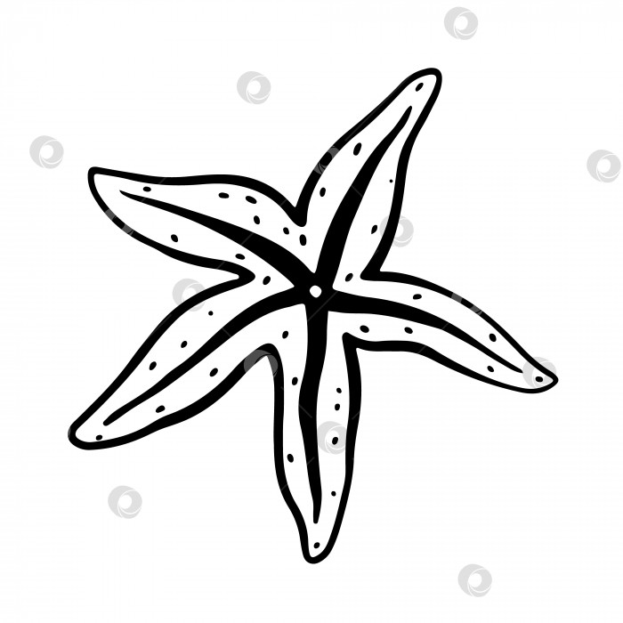Скачать Каракули морской звезды, изолированные на белом фоне фотосток Ozero