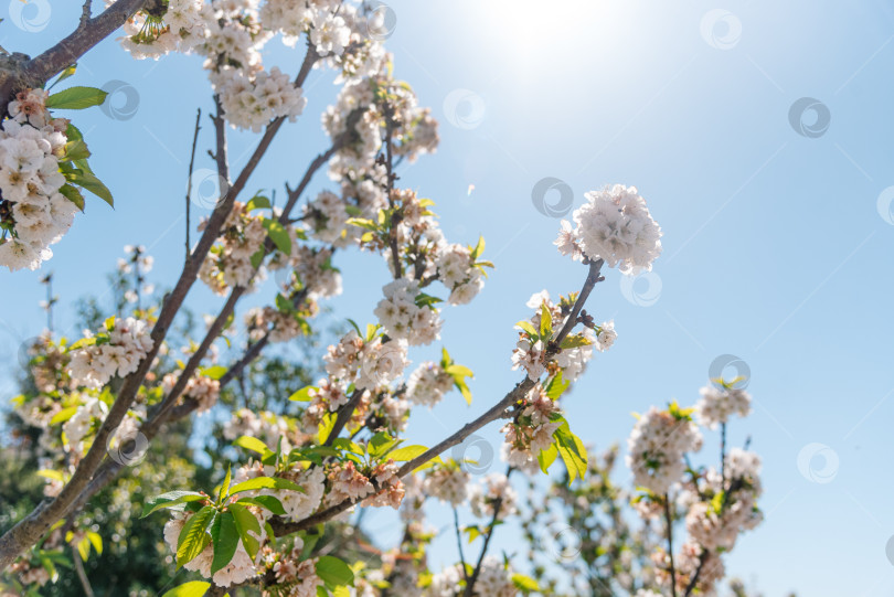 Скачать Prunus avium цветущий нежным красивым белым цветком весенний цветок крупным планом фотосток Ozero
