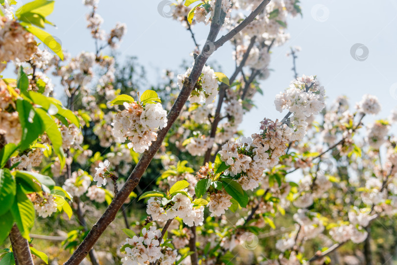 Скачать Prunus avium цветет нежным красивым белым цветком весеннего цветка крупным планом фотосток Ozero