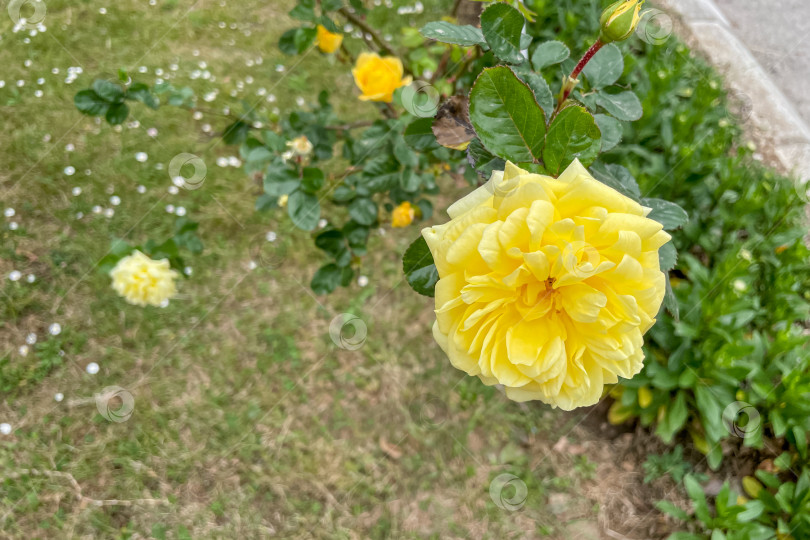 Скачать Rosa Hybrida Гибридный чай цветет нежным красивым желтым цветом весной крупным планом фотосток Ozero