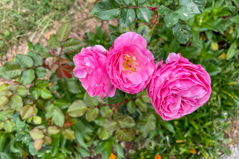 Скачать Rosa Hybrida Гибридный чай, цветущий нежным красивым розовым цветом весной крупным планом фотосток Ozero