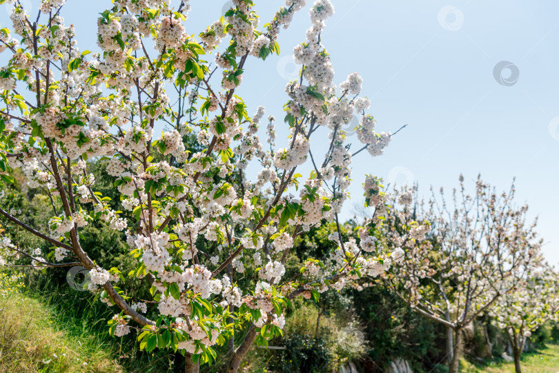 Скачать Prunus avium цветет нежным красивым белым цветком весеннего цветка крупным планом фотосток Ozero