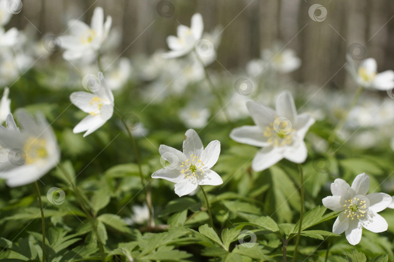Скачать Крупноцветковый ветреник дубравный (Anemone nemorosa) фотосток Ozero