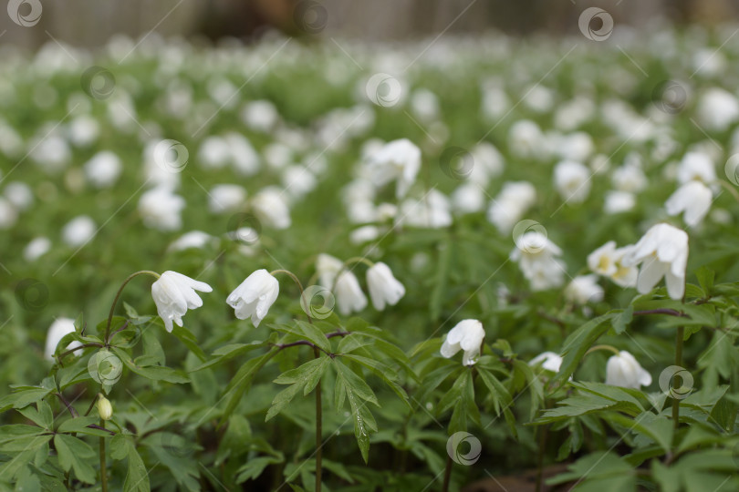 Скачать Испытующий ветреник (Anemone nemorosa) в пасмурном солнечном дне фотосток Ozero
