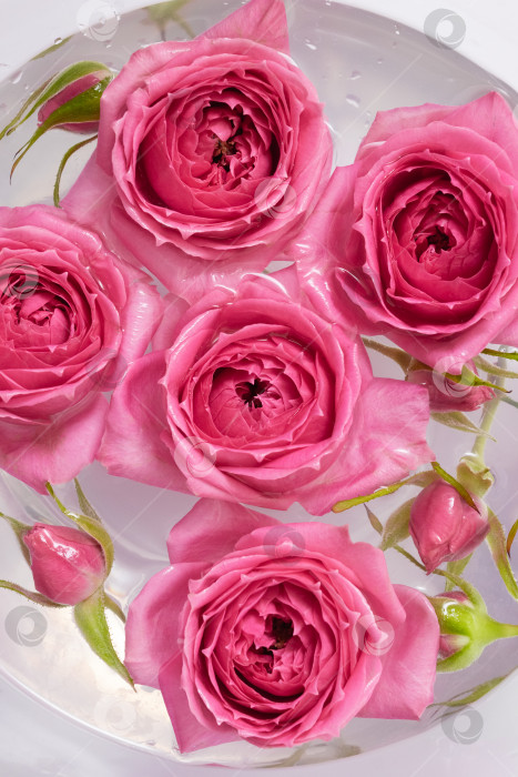 Скачать Розовые розы плавают в стеклянной вазе, наполненной водой. Избирательный фокус. Вертикальный баннер фотосток Ozero