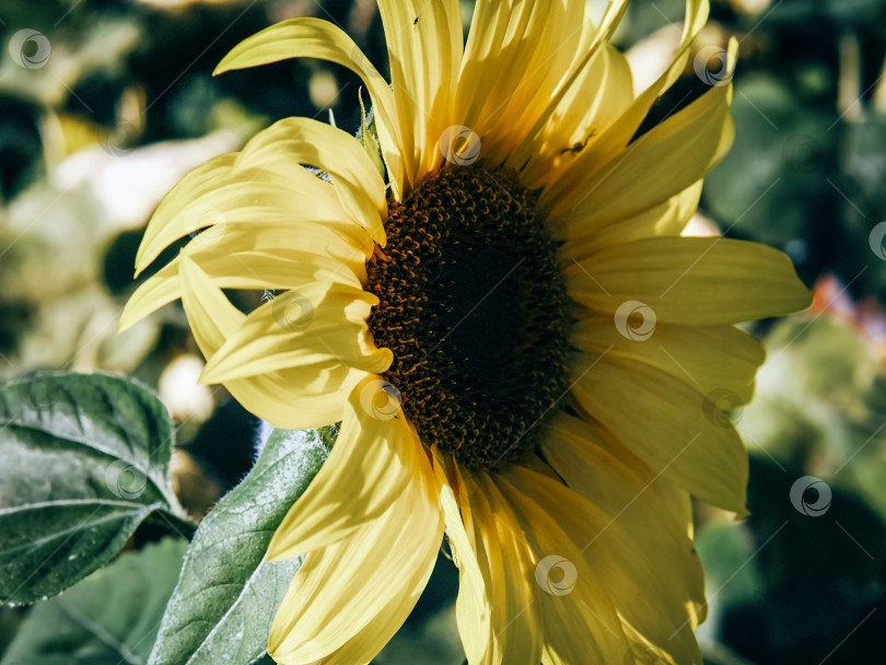 Скачать цветок подсолнуха в поле летом фотосток Ozero