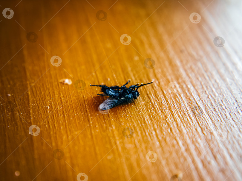 Скачать На подоконнике в деревенском стиле лежит мертвая муха фотосток Ozero