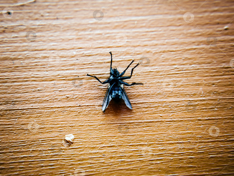 Скачать На подоконнике в деревенском стиле лежит мертвая муха фотосток Ozero