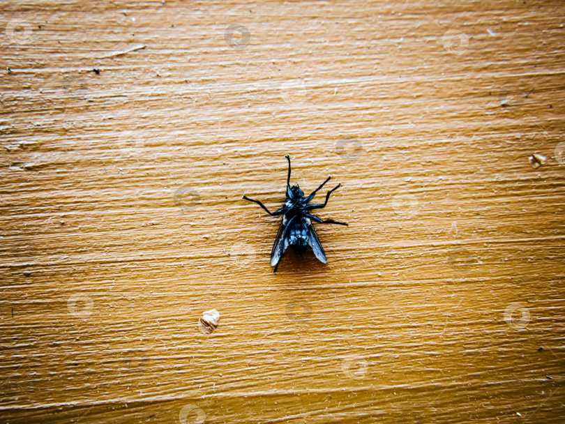 Скачать На подоконнике в деревенском стиле лежит мертвая муха фотосток Ozero