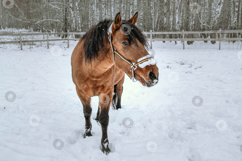 Скачать Лошадь на фоне снега и березового леса фотосток Ozero