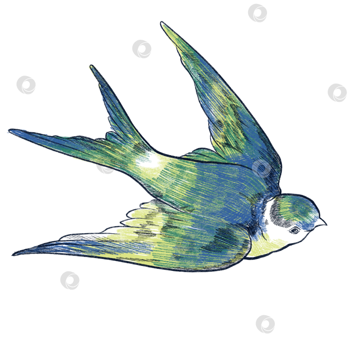 Скачать Ласточка в полёте фотосток Ozero