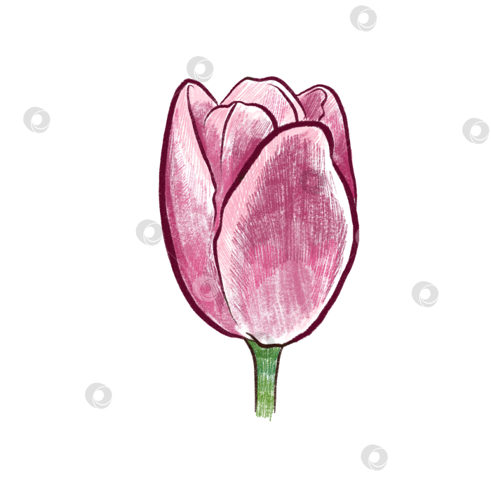 Скачать Розовый тюльпан фотосток Ozero