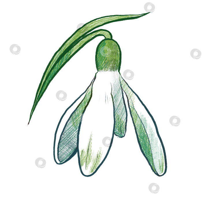 Скачать Подснежник фотосток Ozero