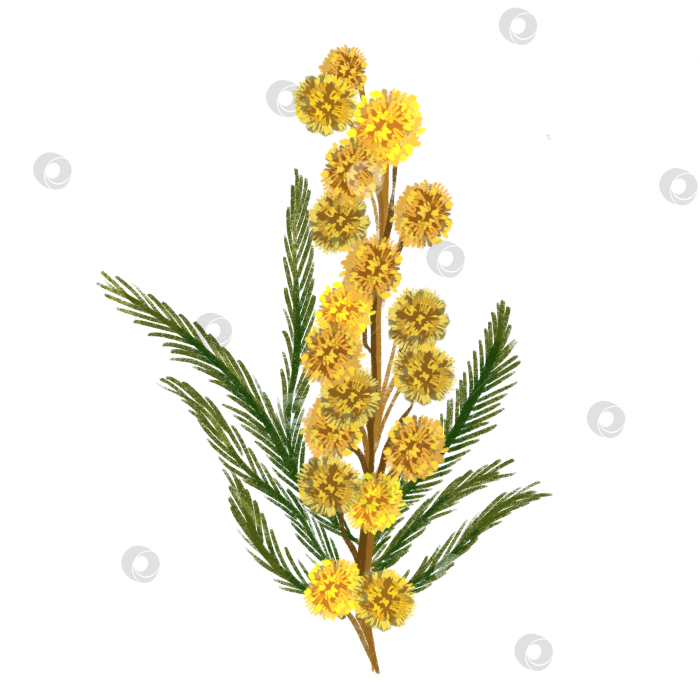 Скачать Ветка мимозы фотосток Ozero