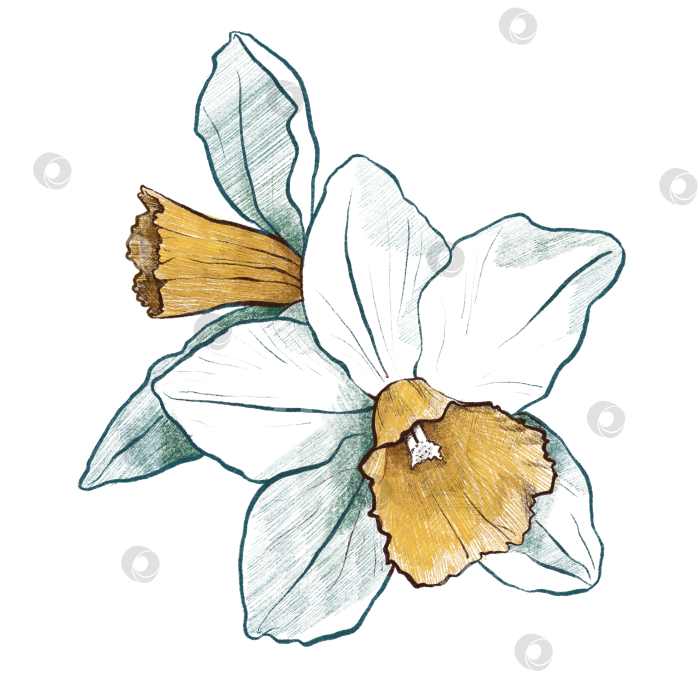 Скачать Белый нарцисс с жёлтой коронкой фотосток Ozero