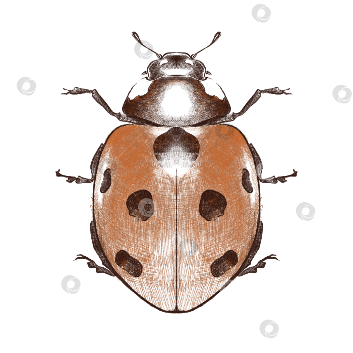 Скачать Божья коровка фотосток Ozero