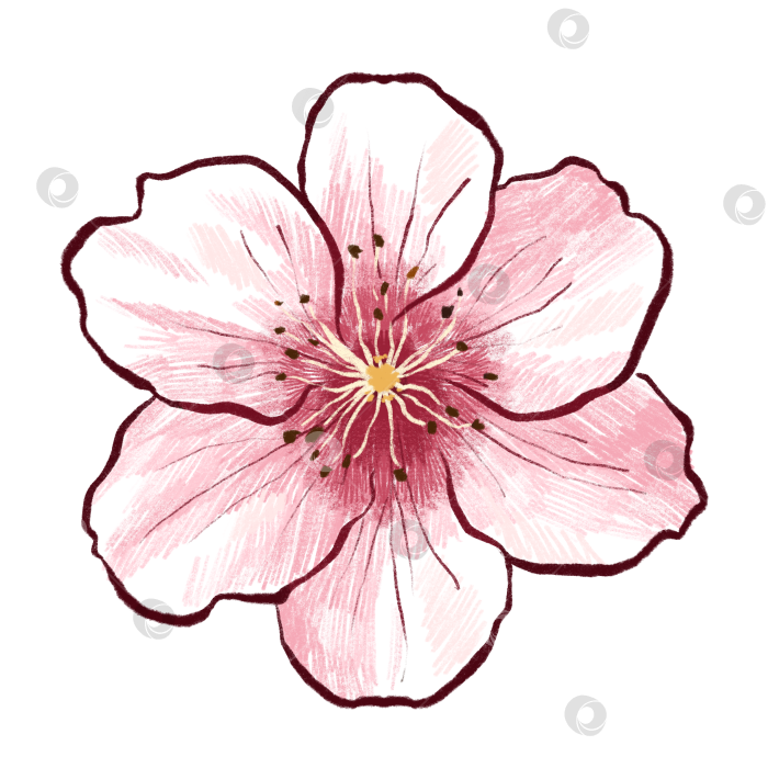 Скачать Цветок сакуры фотосток Ozero