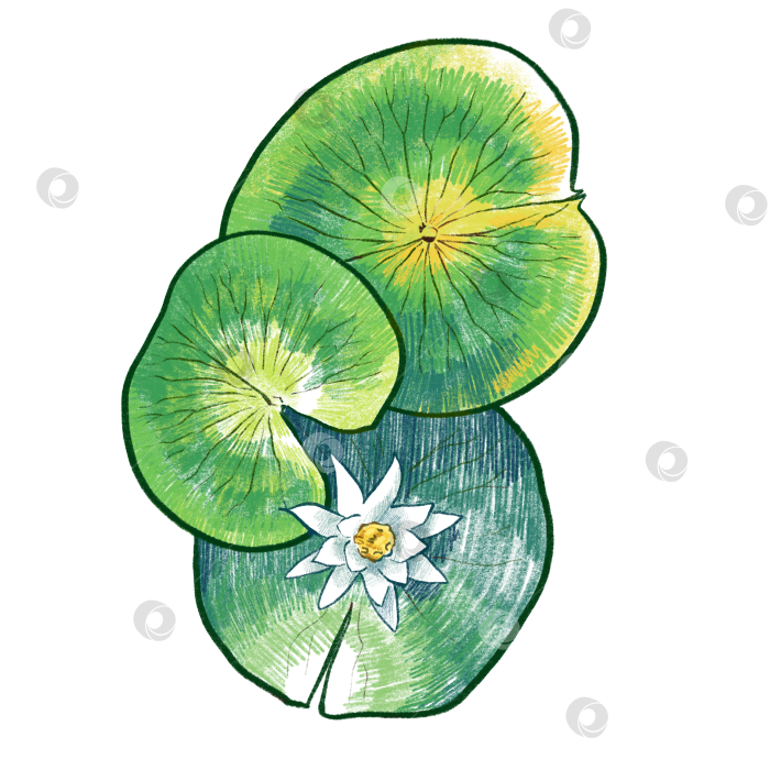 Скачать Кувшинки с цветком фотосток Ozero