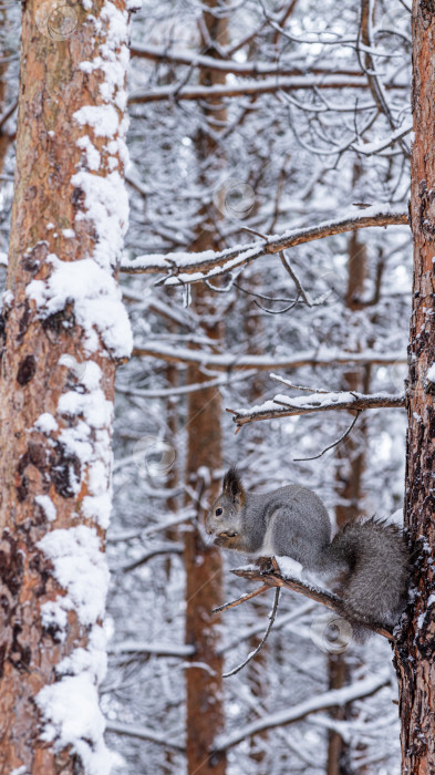 Скачать Белка в зимнем лесу сидит на ветке и ест орех фотосток Ozero