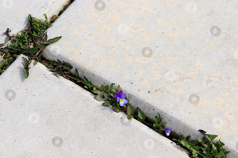 Скачать Цветок незабудки на каменной дороге среди бетонных плит.Концепция зарождения новой жизни и прихода весны, выживания растений в суровых условиях, абстрактный цветочный фон. фотосток Ozero