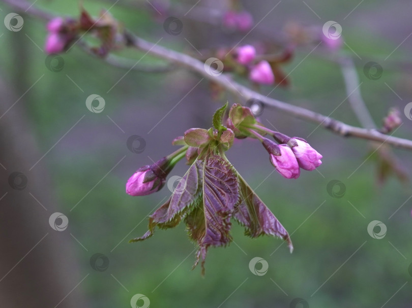 Скачать Весеннее цветение японской вишни (сакуры) фотосток Ozero