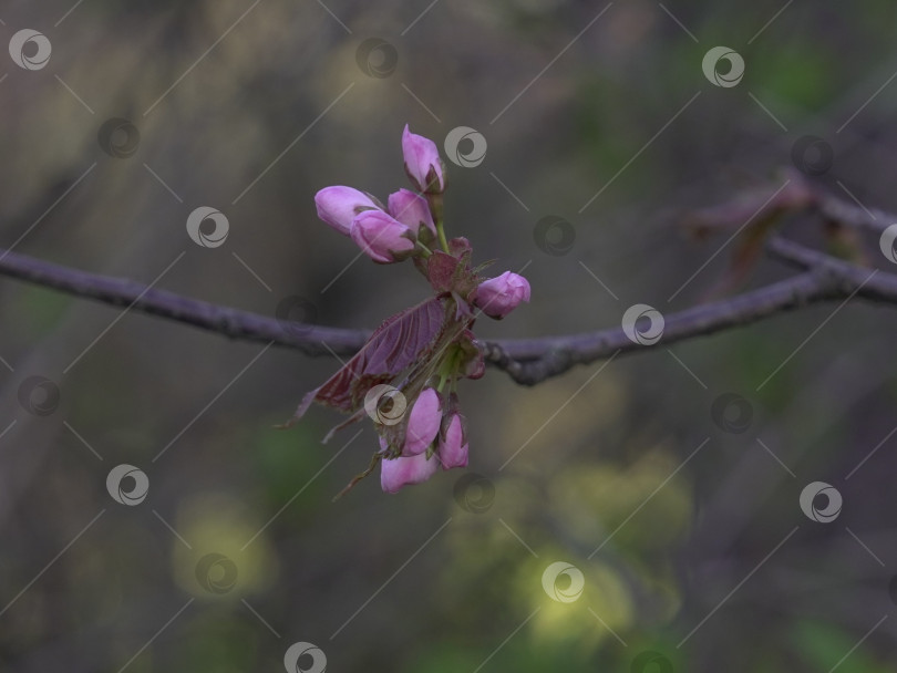 Скачать Весеннее цветение японской вишни (сакуры) фотосток Ozero
