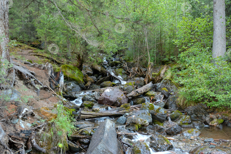 Скачать Пасмурным осенним утром через густой хвойный лес по каменистому руслу и заросшим кустарником берегам течет бурный горный ручей. фотосток Ozero