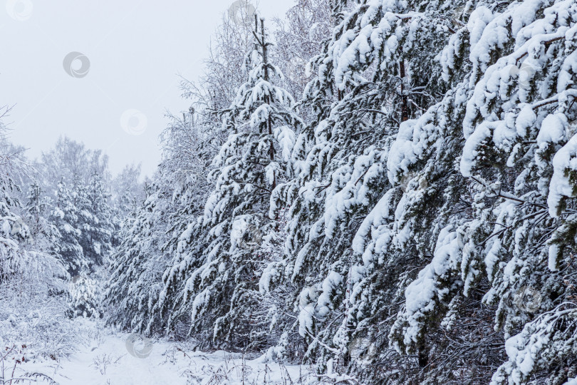 Скачать Зимний лес, заснеженные сосны и березы. фотосток Ozero