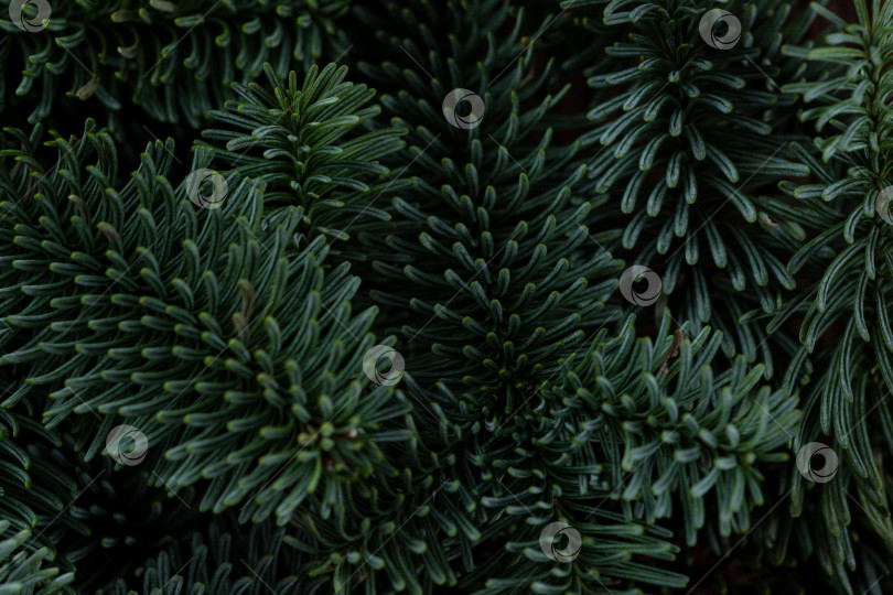 Скачать Макро-ветви нобилиса. Зеленый цветочный фон. фотосток Ozero