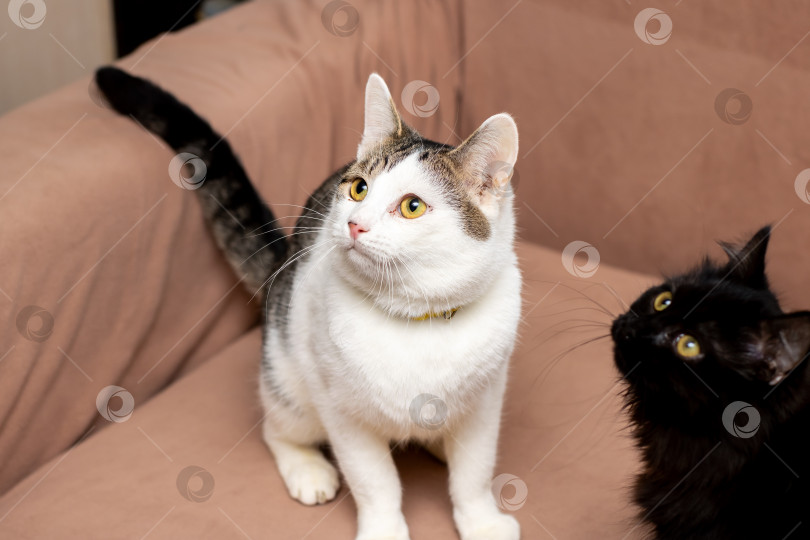Скачать Белая кошка и черный котенок одинаково проявляют привязанность и любопытство, сидя и наблюдая фотосток Ozero