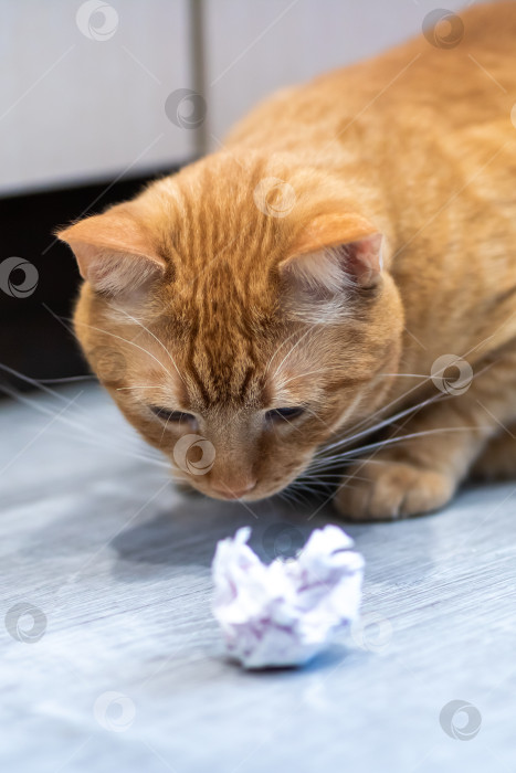 Скачать Котенок внимательно обнюхивает смятую бумагу. Любопытный кот внимательно изучает смятый документ фотосток Ozero