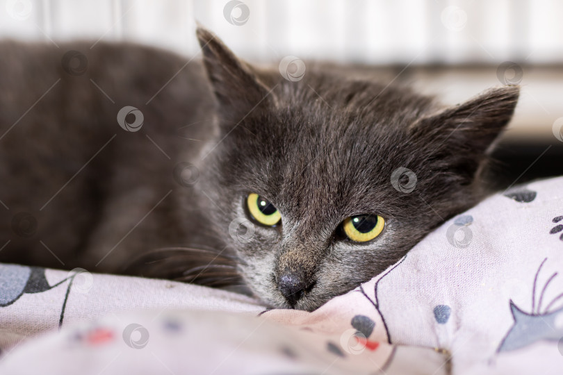 Скачать Спокойный серый котенок с нежными чертами лица. Спокойный котенок с мягкой шерстью уютно устроился на ткани в цветочек фотосток Ozero