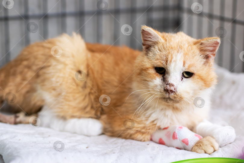 Скачать Раненый рыжий кот лежит на одеяле с забинтованной лапой и залечивает раны под присмотром ветеринара фотосток Ozero