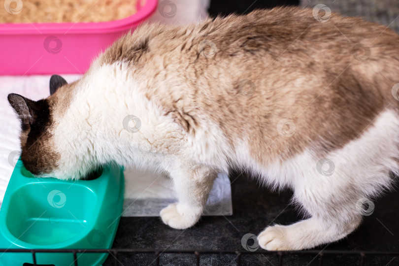 Скачать Домашняя кошка спокойно пьет воду. Домашняя кошка наслаждается водой из бирюзовой поилки на кухне фотосток Ozero