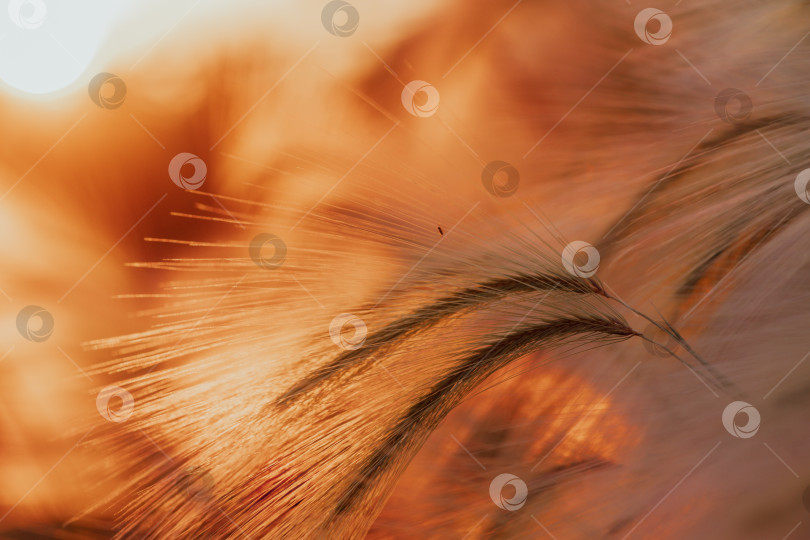Скачать Колоски на фоне заходящего солнца фотосток Ozero