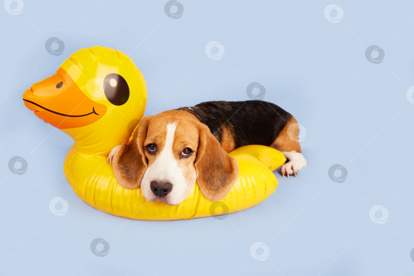 Скачать Собака породы бигль лежит на надувном плавающем круге фотосток Ozero