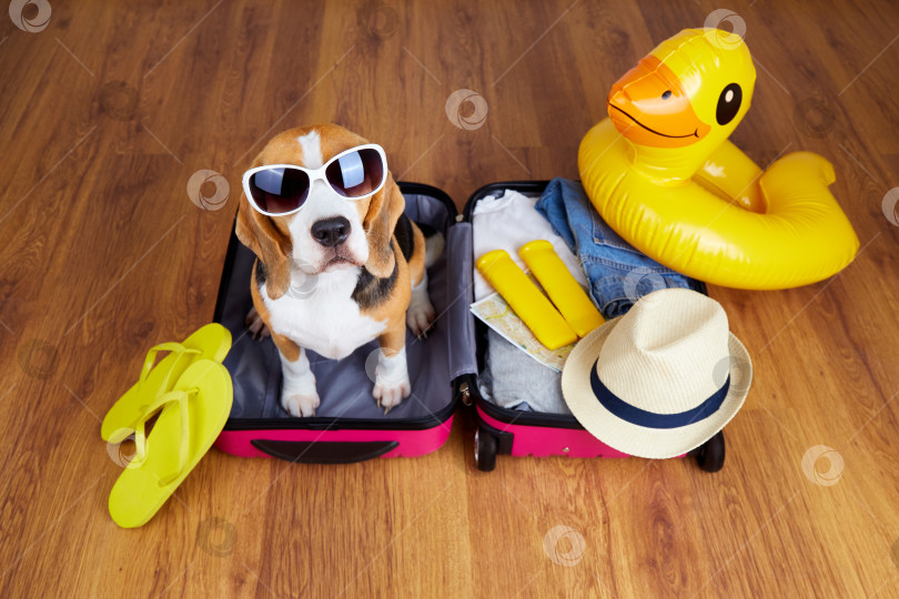Скачать Собака породы бигль в солнцезащитных очках сидит в чемодане фотосток Ozero