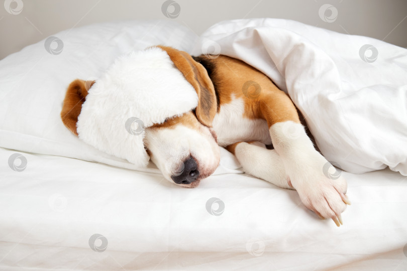 Скачать Собака породы бигль в маске спит на кровати под одеялом фотосток Ozero
