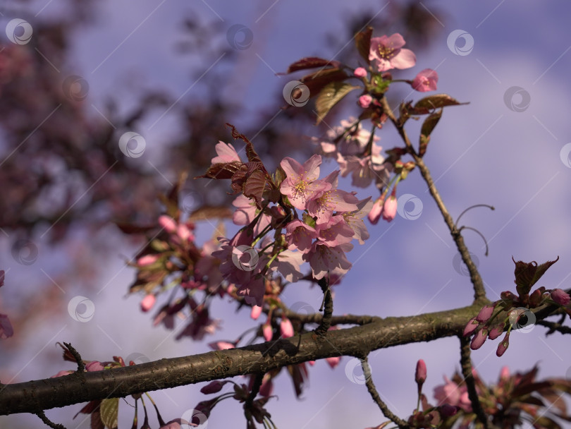 Скачать Весеннее цветение японской вишни (сакуры) фотосток Ozero